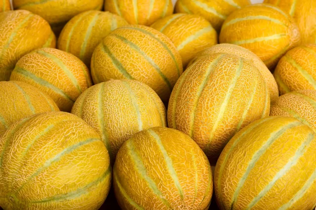Jaffa - Melon Photoshoot0157